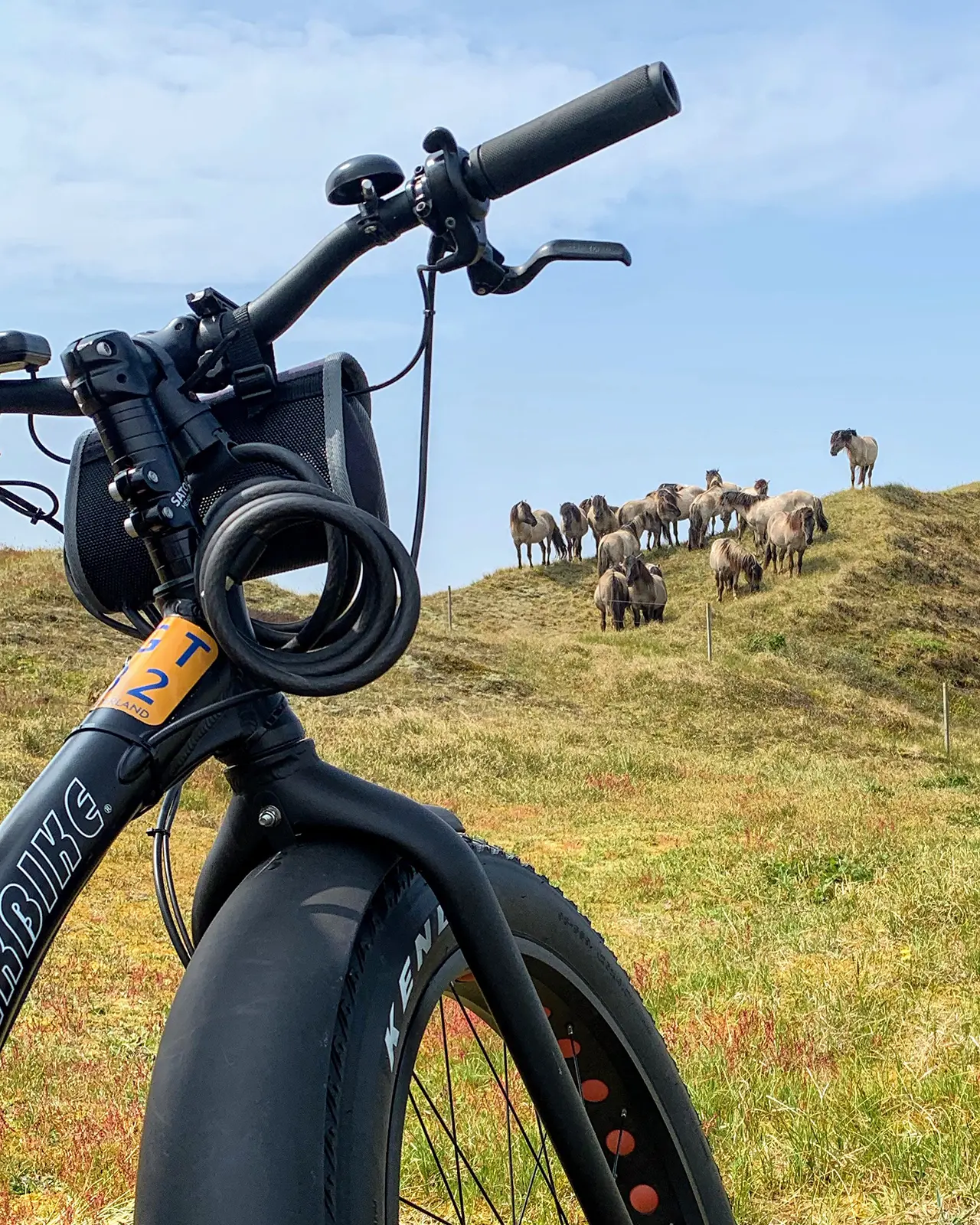 bikehorse